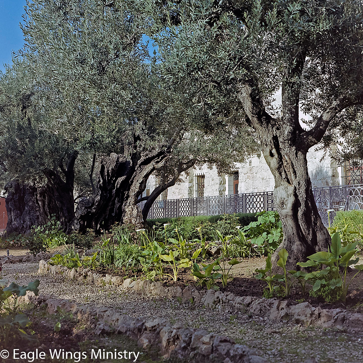 The Garden of Gethsemane